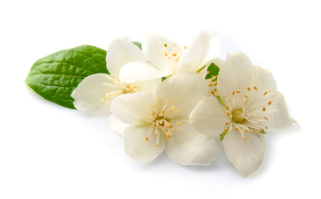 Sweet Jasmine — fragrance from the Les Fleurs de Lanvin collection