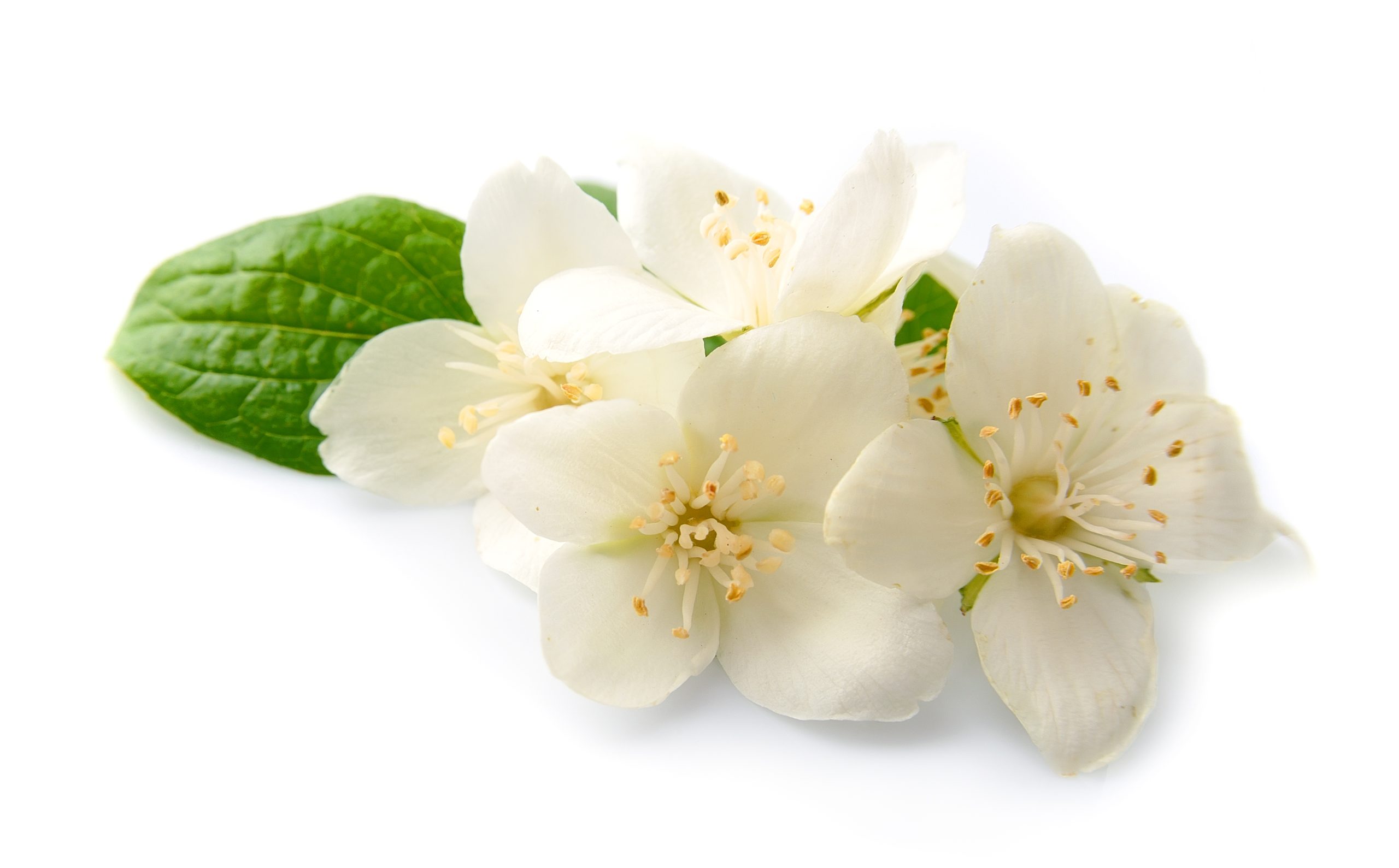 Sweet Jasmine — fragrance from the Les Fleurs de Lanvin collection