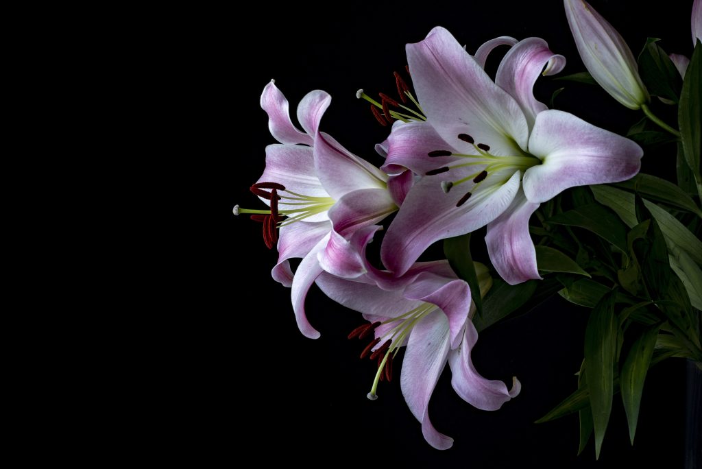 The Amazing Lily of the Valley in the Perfume World